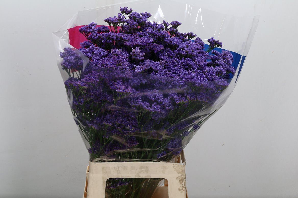 Limonium Sinense Kansas Blue 70cm 40gr.