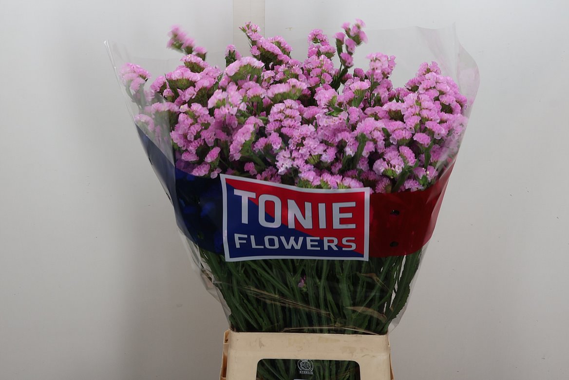 Limonium Sinuatum Rosella Sun Birds 80cm 65gr.