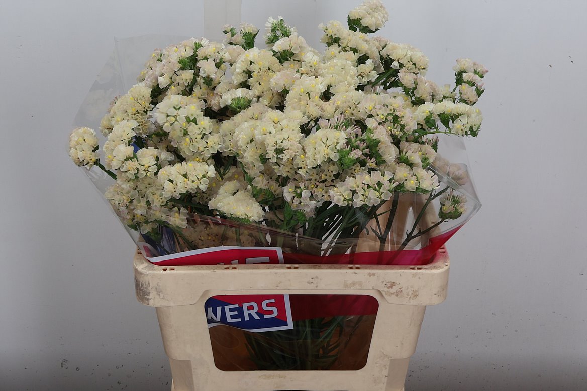 Limonium Sinuatum Apricot Sun Birds 60cm 30gr.