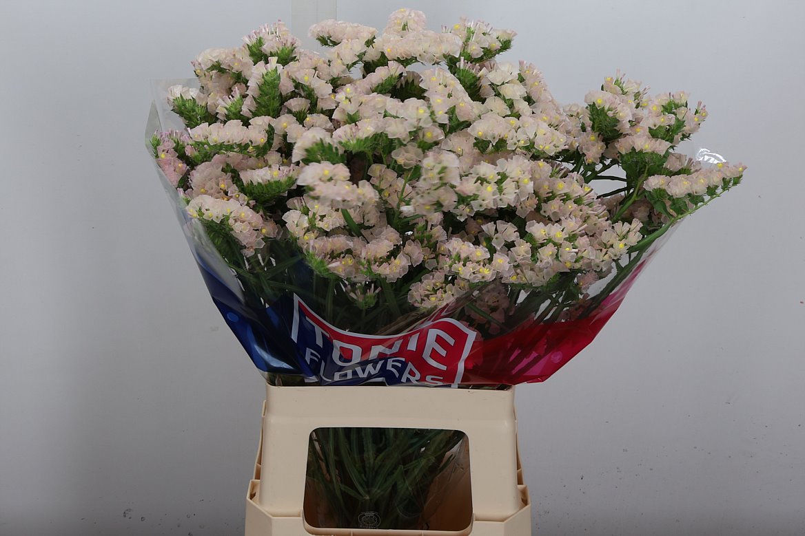 Limonium Sinuatum Apricot Sun Birds 70cm 45gr.