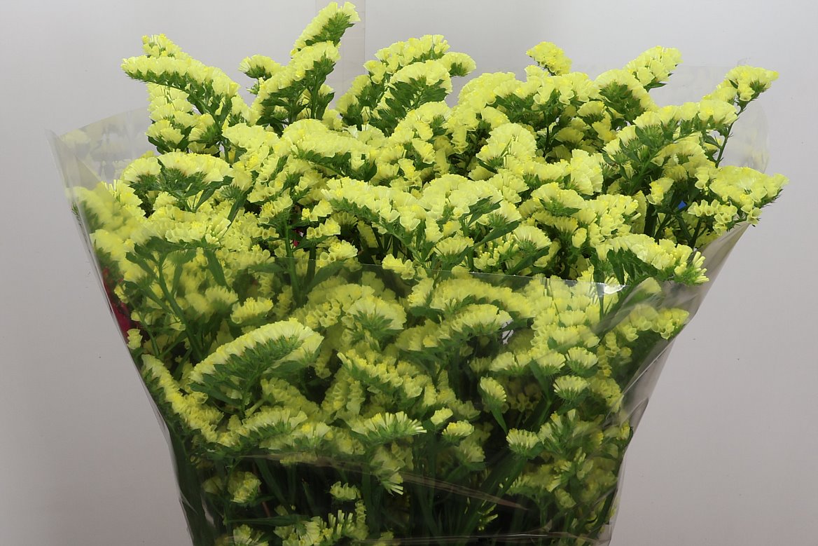 Limonium Canary Sun Birds 80cm 35gr.