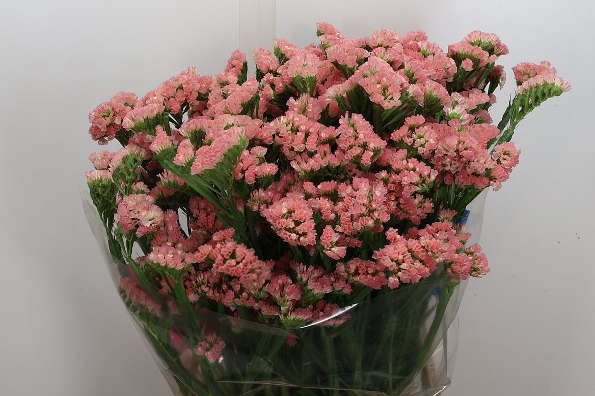 Limonium Sinuatum Peach Wings 80cm 35gr.