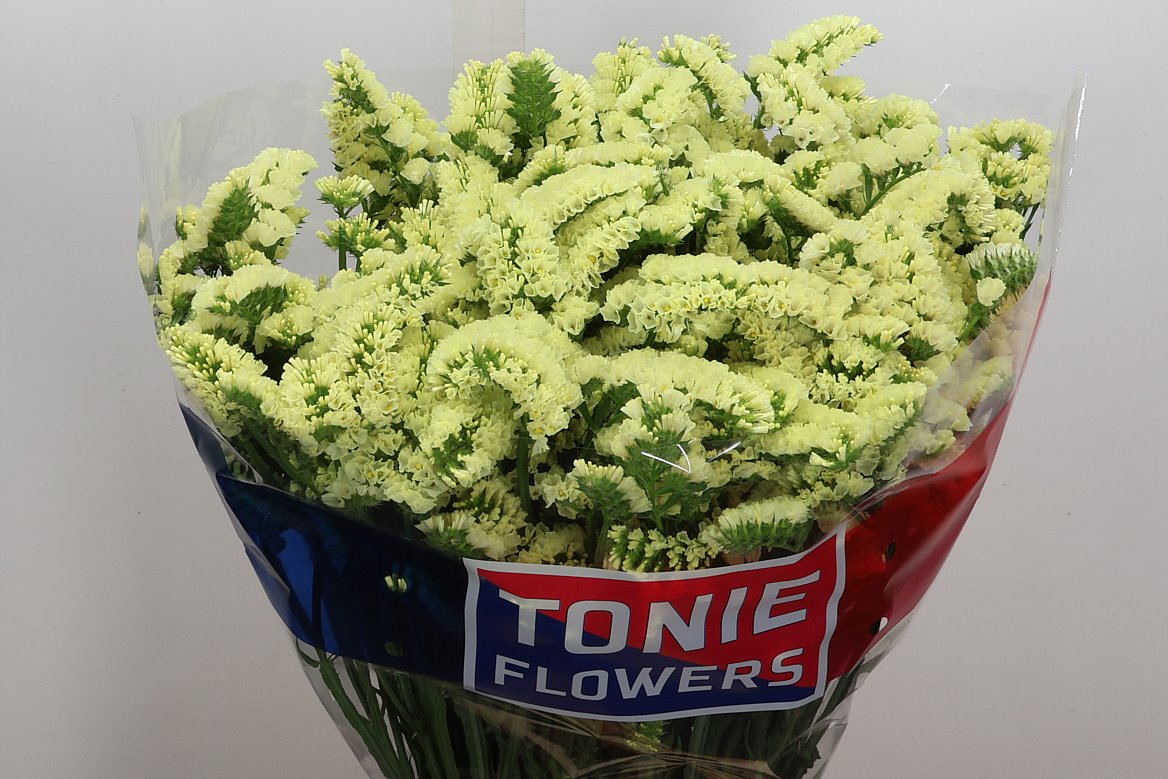 Limonium Sinuatum Yellow Sun Birds 80cm 70gr.