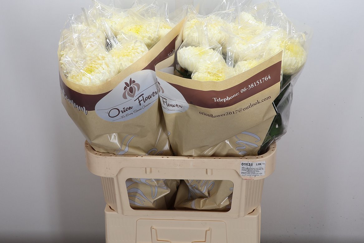 Chrysanth Single Fred Shoesmith 80cm 140gr.