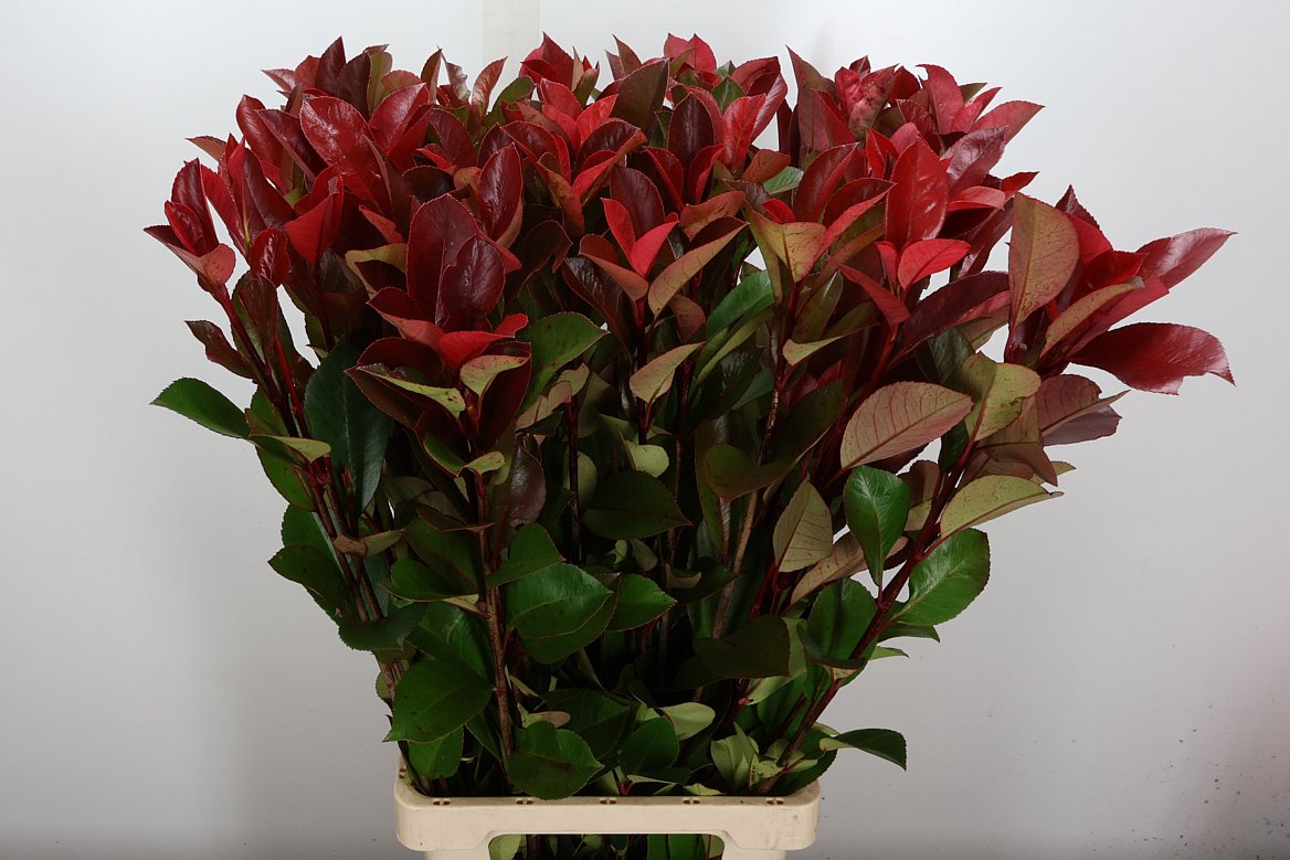 Photinia X Fraseri Red Robin 90cm
