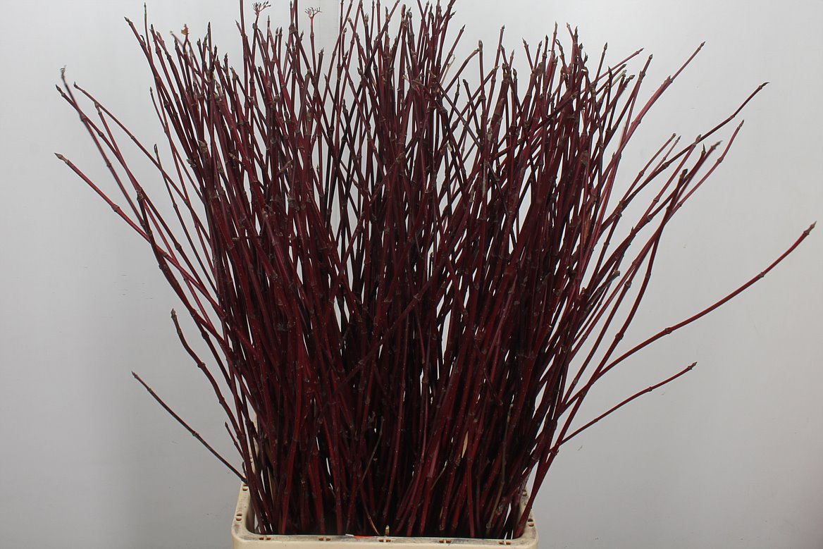 Cornus Sibirica 90cm