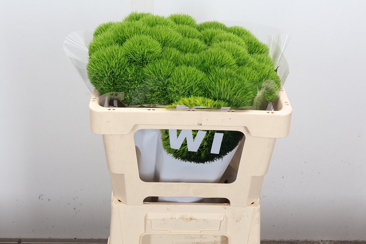 Dianthus Barb Kiwi Mellow 50cm