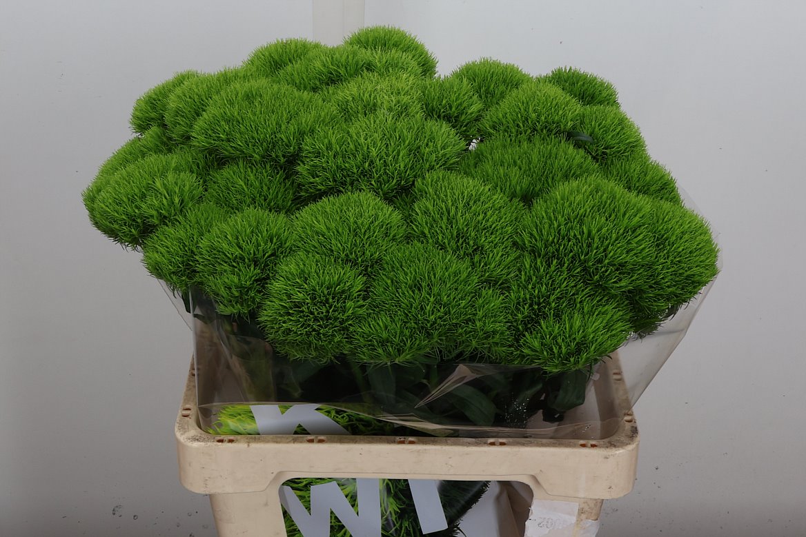 Dianthus Barb Kiwi Mellow 60cm