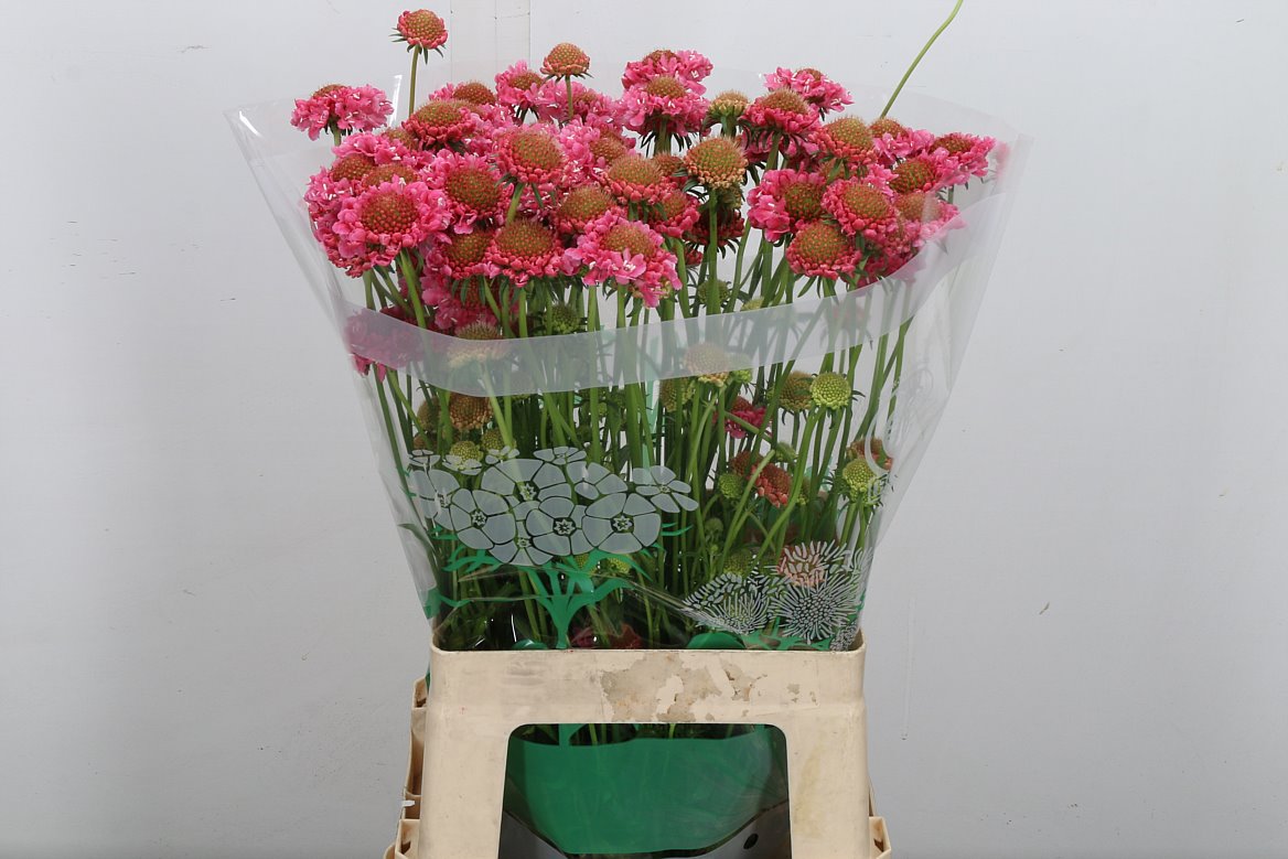 Scabiosa Focal Scoop Hot Pink 65cm