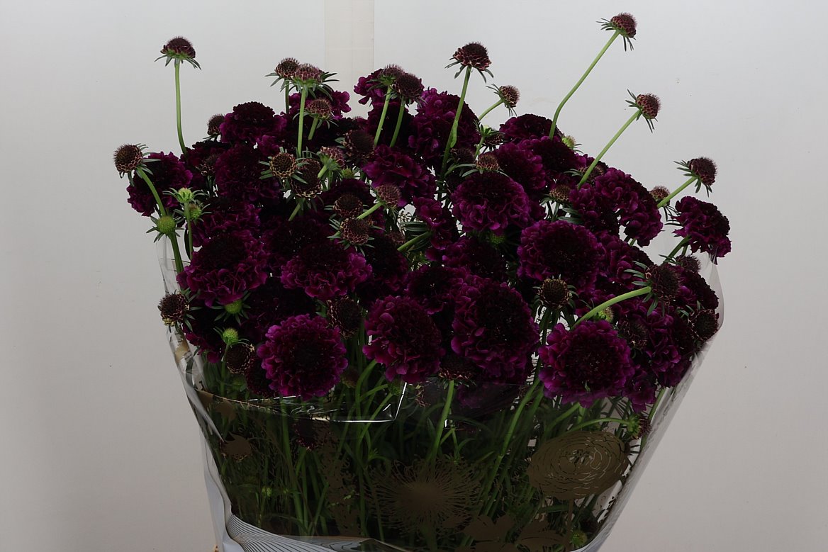 Scabiosa Focal Scoop Dark Purple 65cm