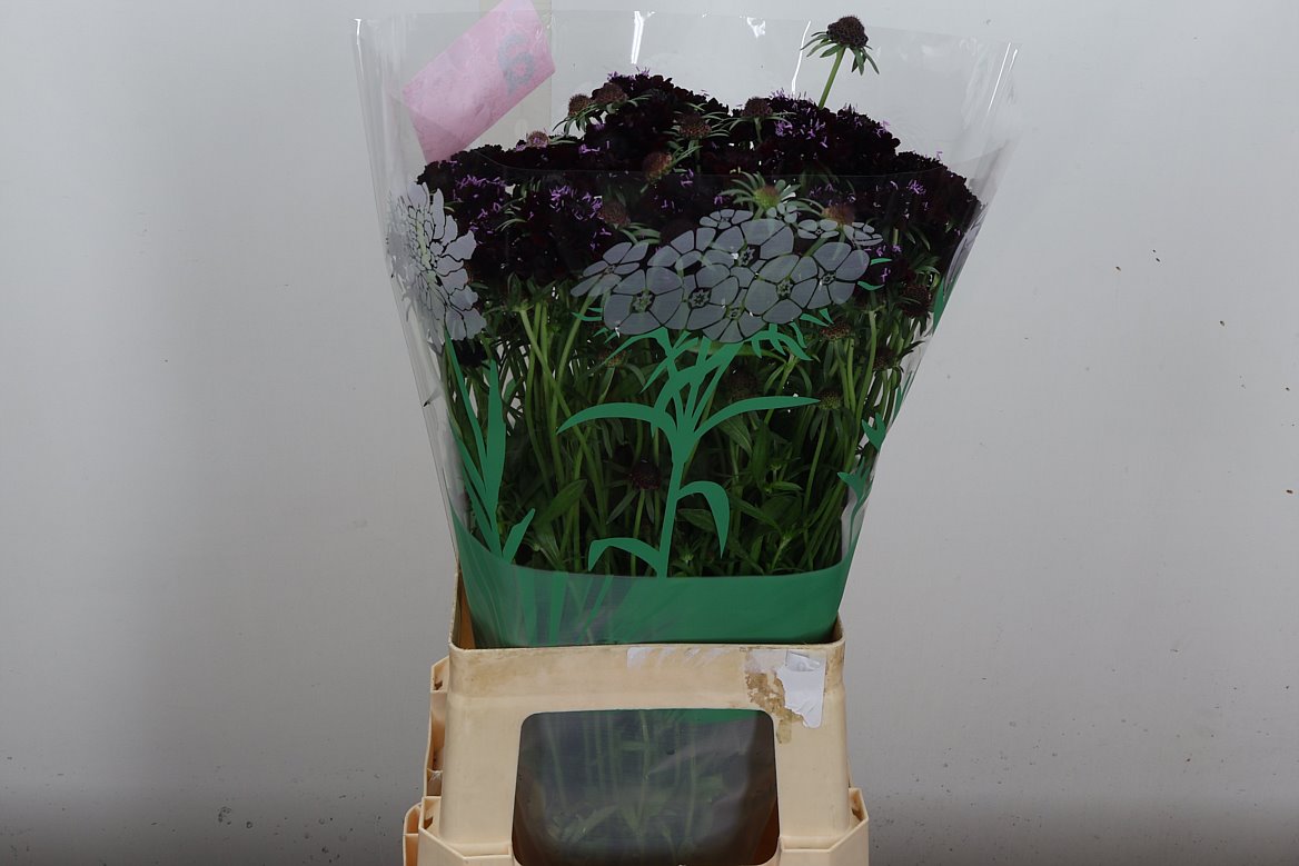 Scabiosa Focal Scoop Blackberry 65cm