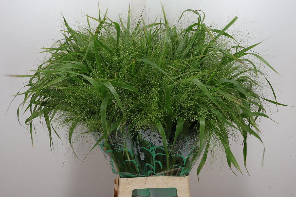 Panicum Fontaine 80cm