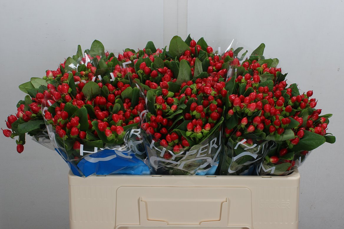Hypericum Coco Diablo 50cm