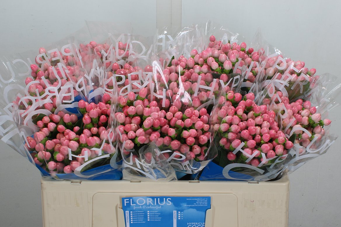 Hypericum Coco Casino 50cm
