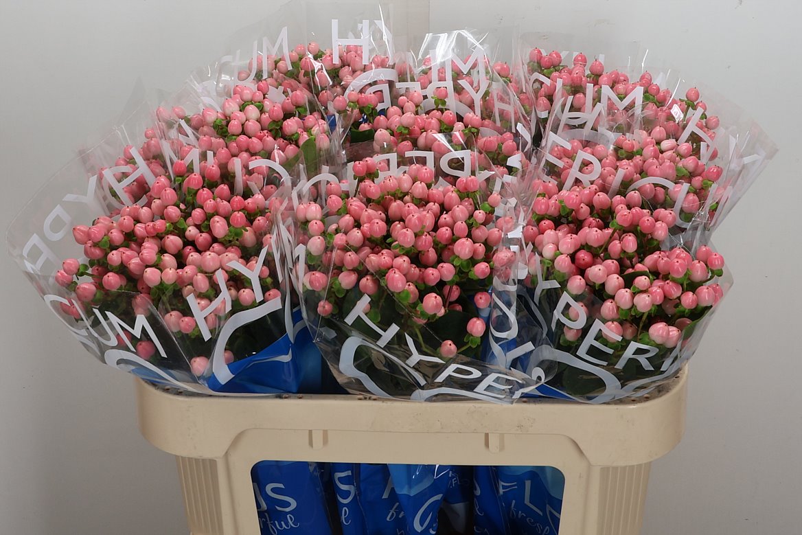 Hypericum Coco Casino 70cm