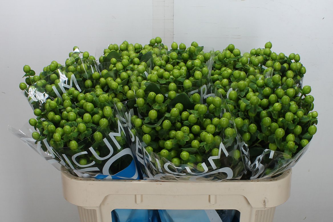 Hypericum Coco Bamboo 70cm