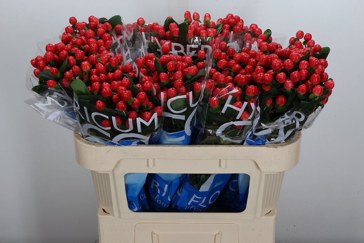 Hypericum Coco Tango 70cm
