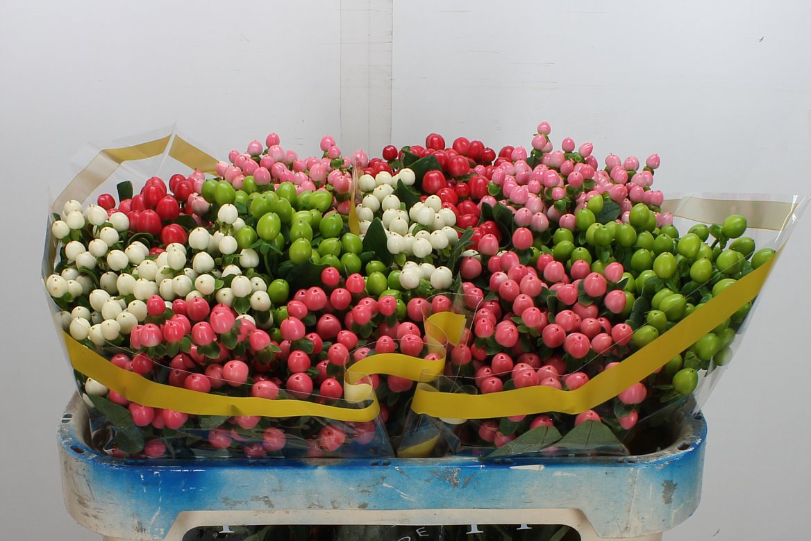 Hypericum Coco Mix 70cm