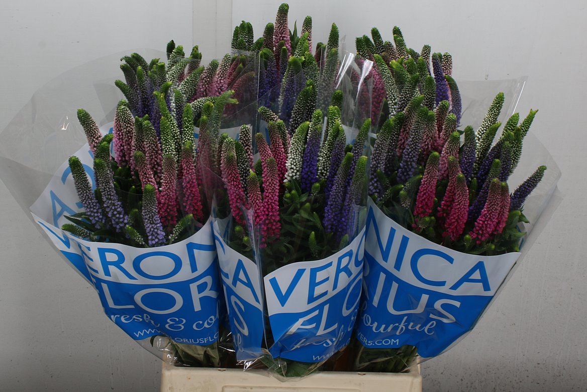 Veronica Smart Colours Mix 50cm