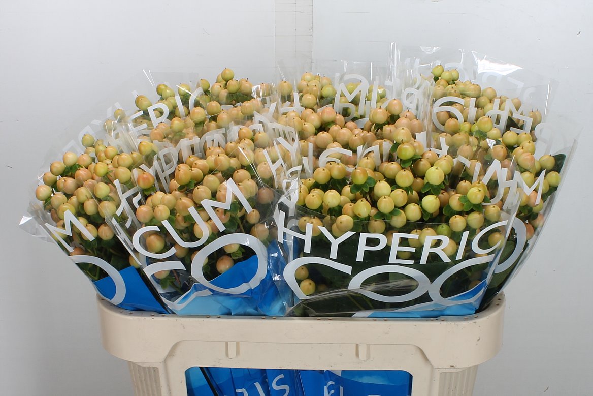 Hypericum Coco Gelato 70cm