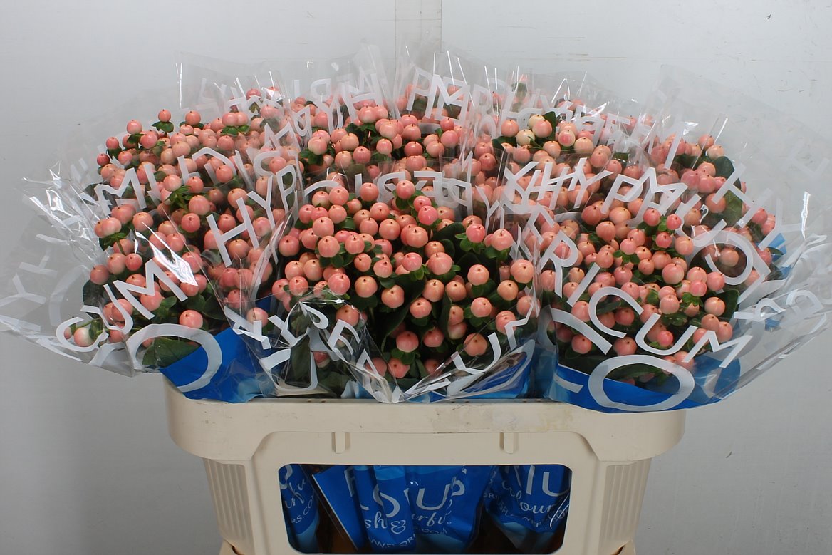 Hypericum Coco Tiamo 70cm