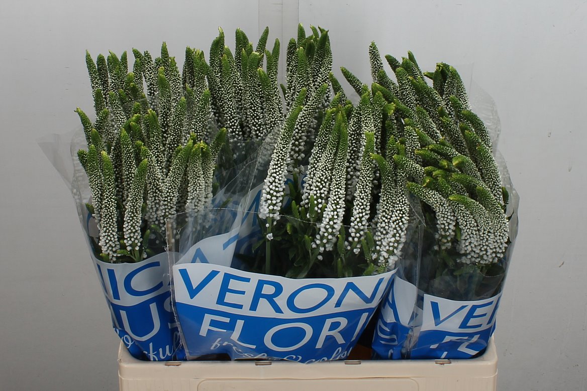 Veronica Smart Caya 60cm