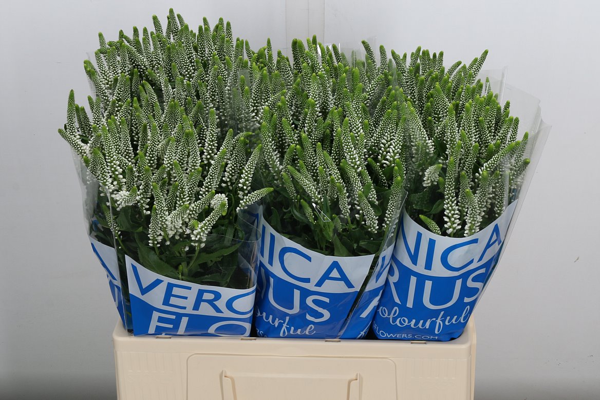 Veronica Smart Caya 60cm Spray