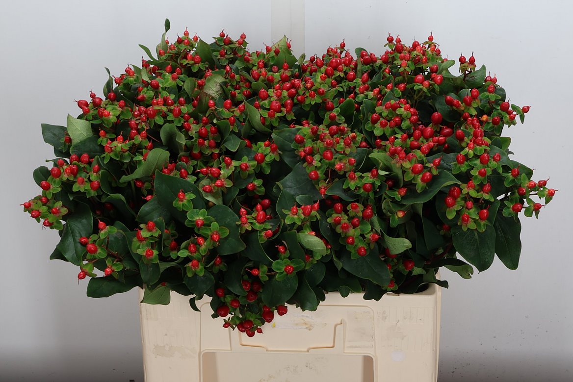 Hypericum Coco Fiesta 60cm