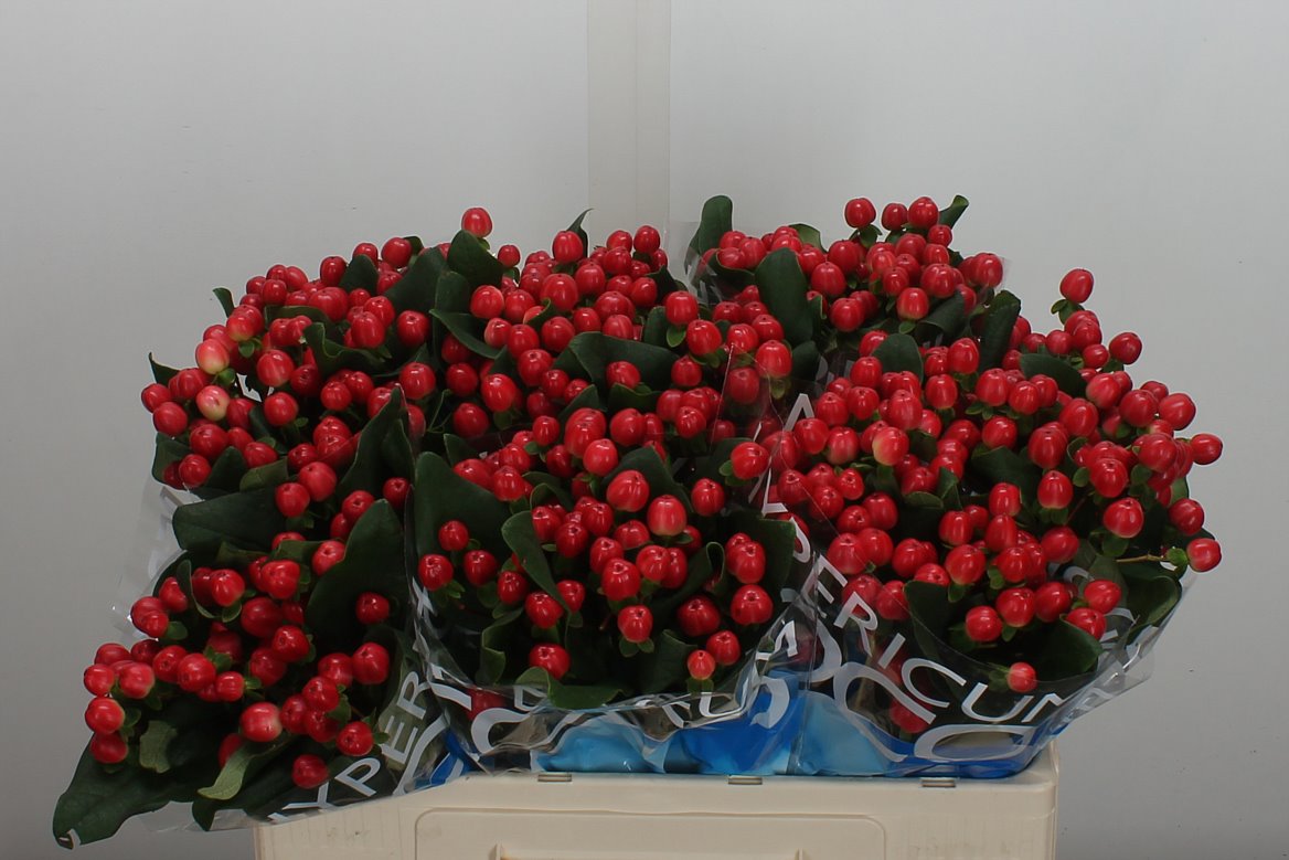 Hypericum Coco Tango 50cm