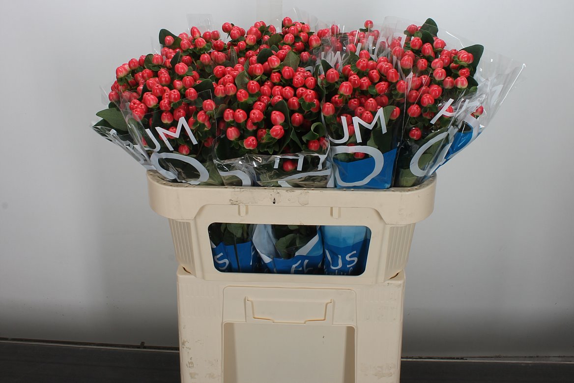 Hypericum Coco Tango 70cm