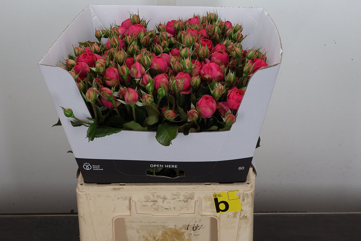 Rosa Spray Pink Piano Freiland 60cm 4+