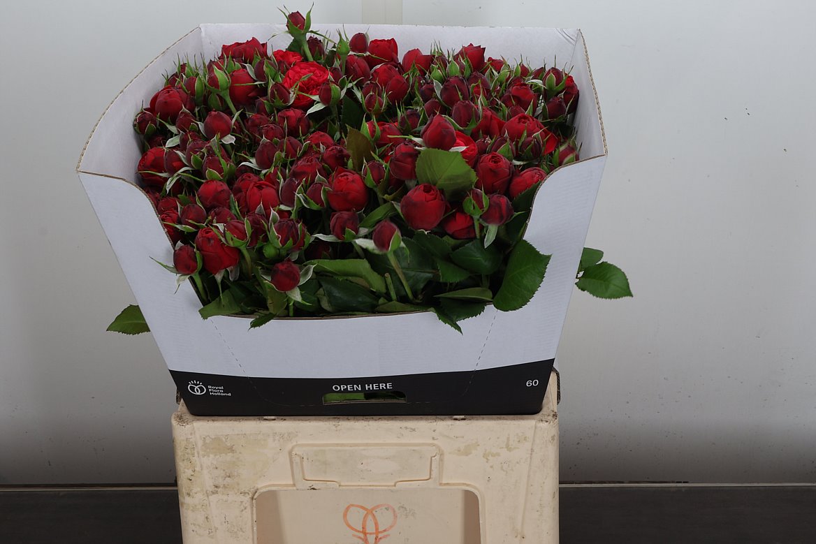 Rosa Spray Piano Freiland 60cm 4+