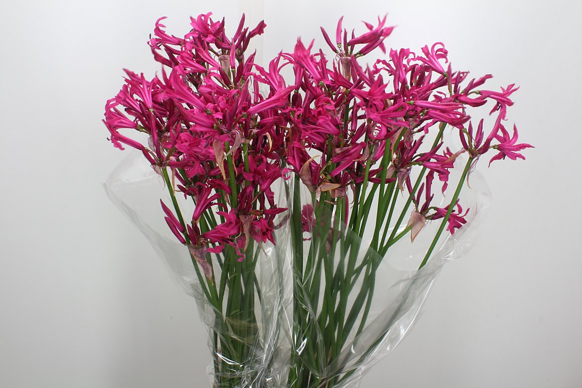 Nerine Sanne 70cm