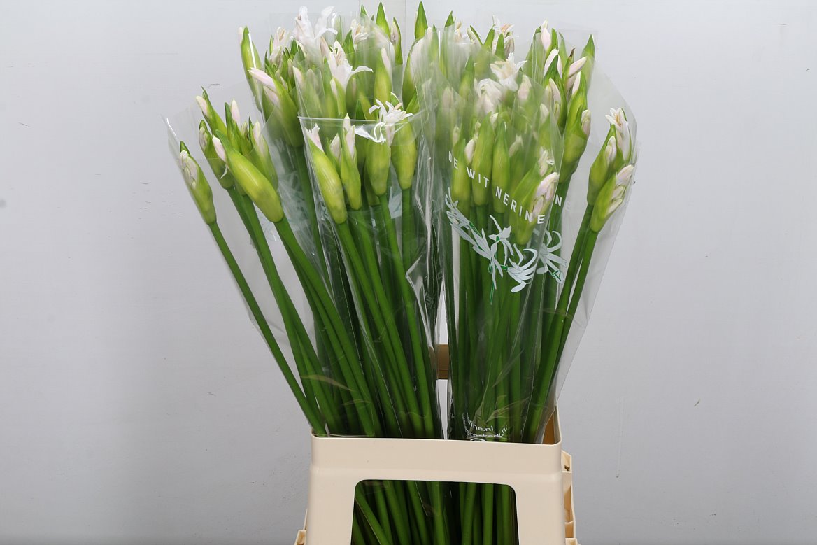 Nerine Biancaneve 70cm