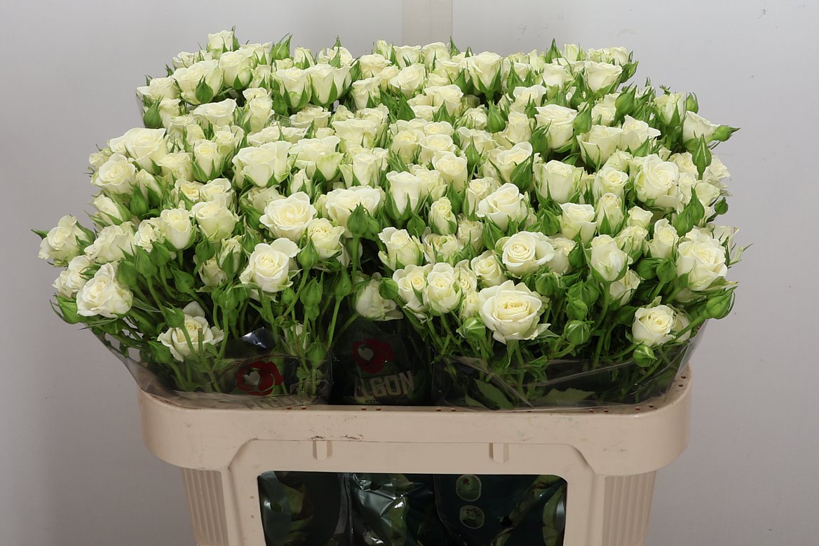 Rosa Spray Snowflake 70cm 5+