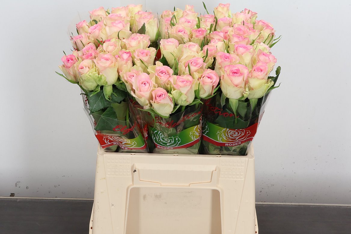 Rosa De Ruiter's Lovely Jewel 40cm