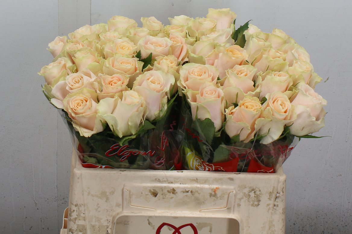 Rosa Charmant 35cm