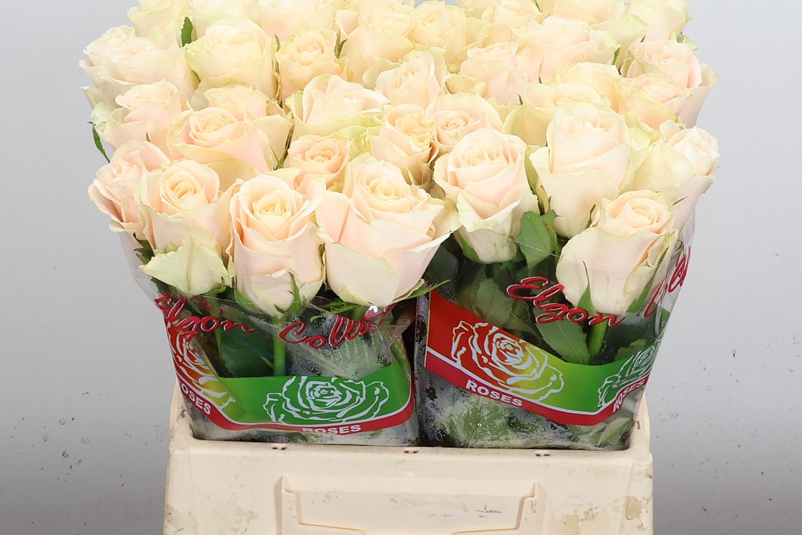 Rosa Charmant 40cm