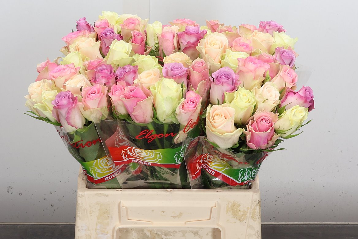 Rosa Pastel Mix In Bunch 40cm