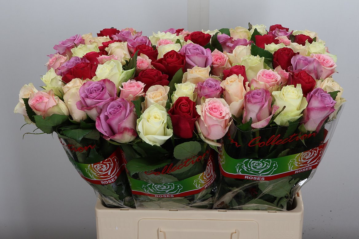 Rosa Pastel Mix In Bunch 60cm