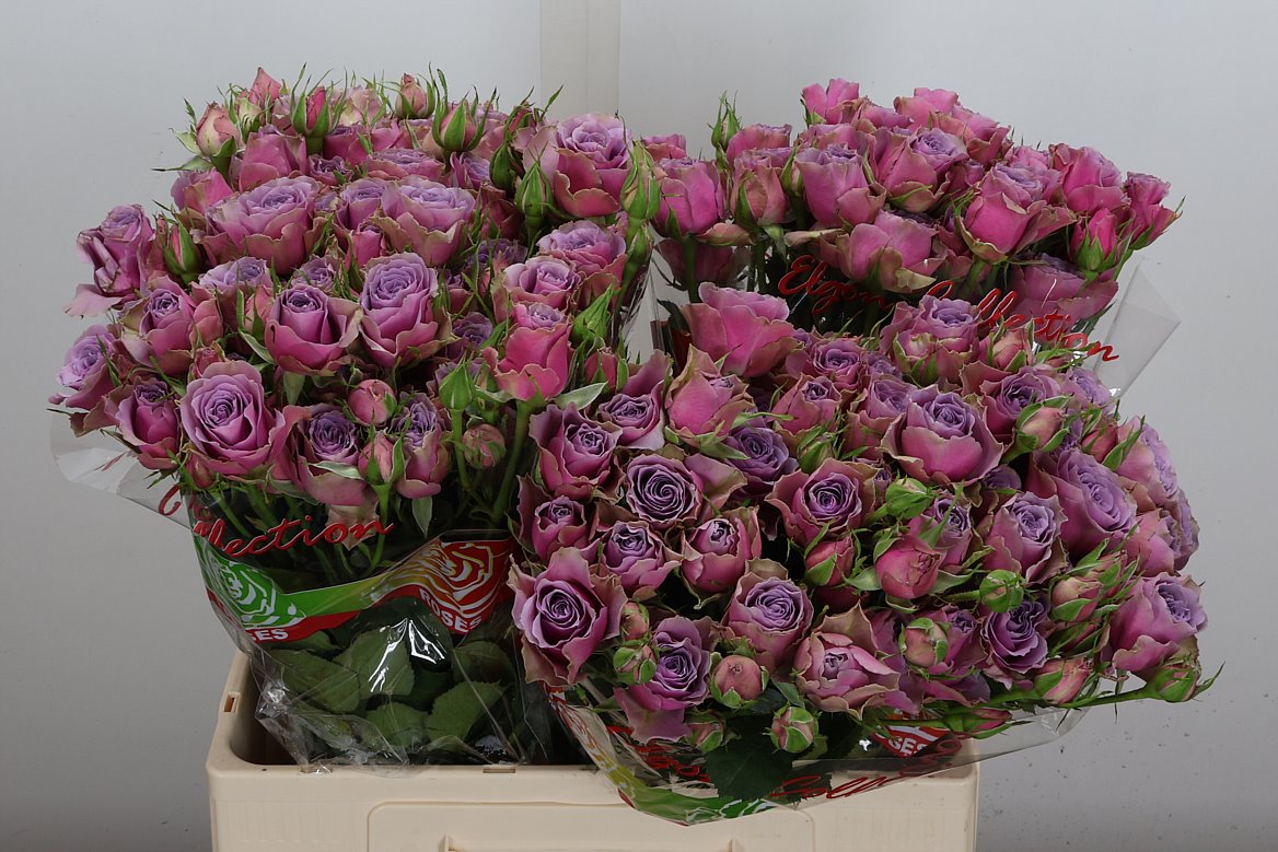 Rosa Spray Purple Sky 60cm 5+