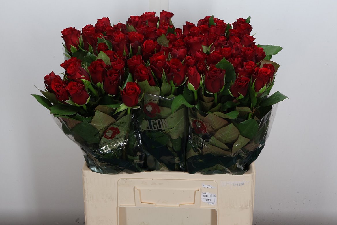 Rosa Red Ribbon 60cm