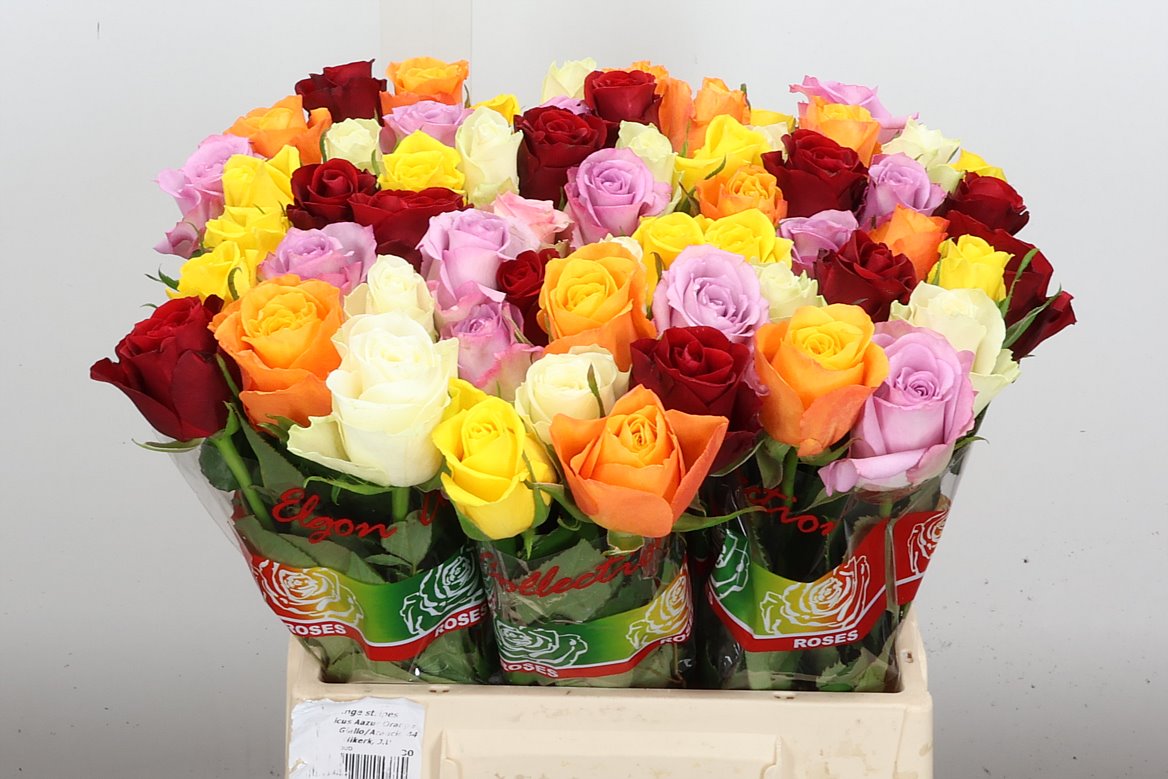 Rosa Mixed 40cm