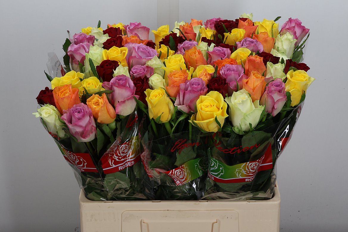 Rosa Mixed 60cm