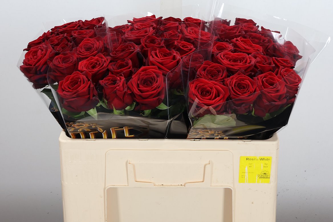 Rosa Red Naomi! 50cm