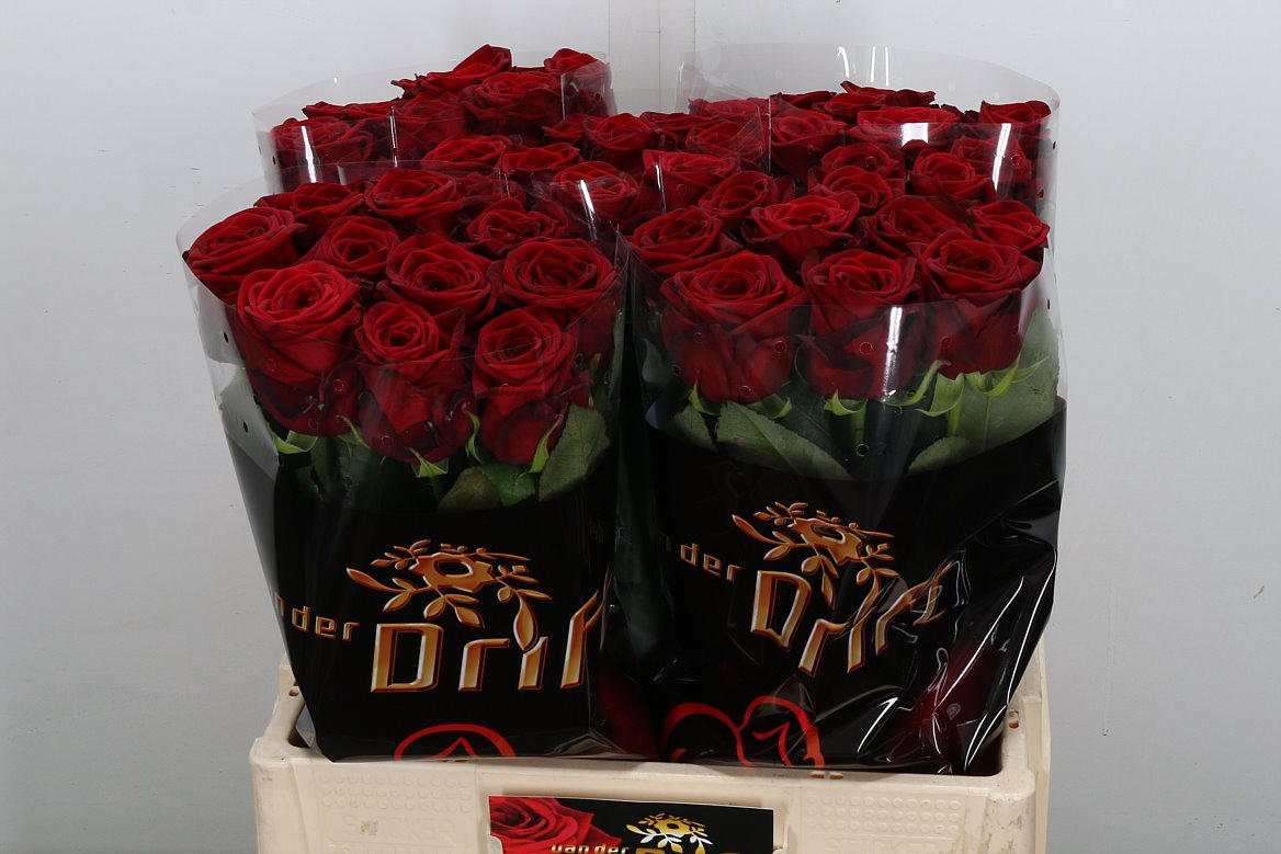 Rosa Red Naomi! 60cm