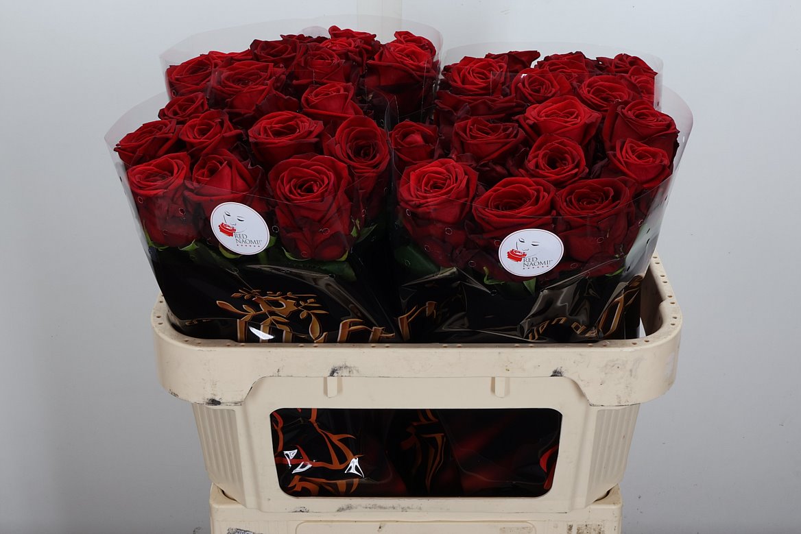 Rosa Red Naomi! 70cm