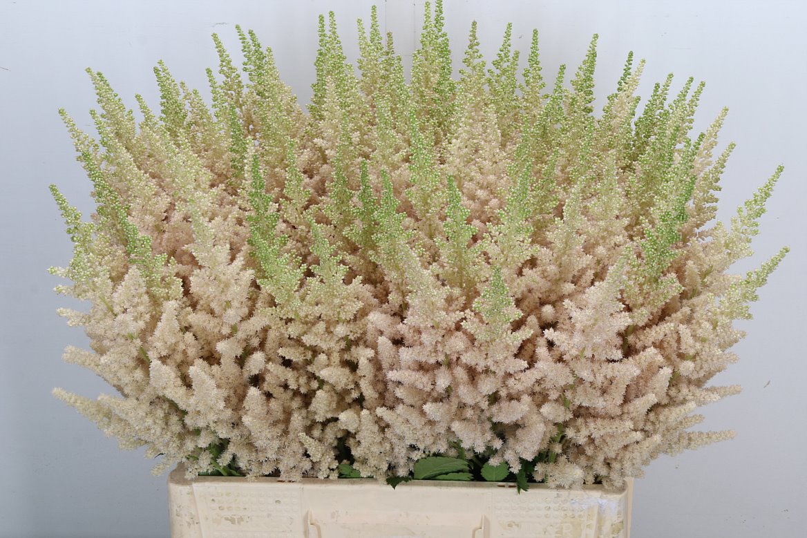 Astilbe Vision Inferno 65cm