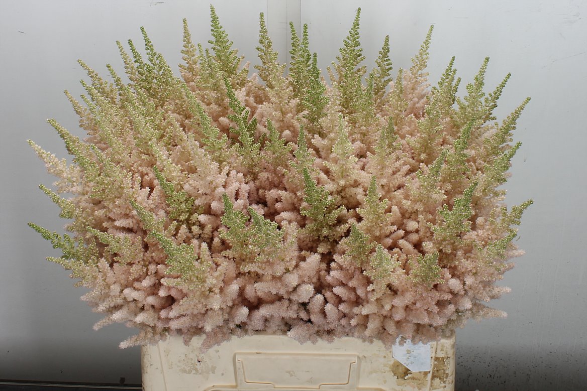 Astilbe Vision Inferno 65cm