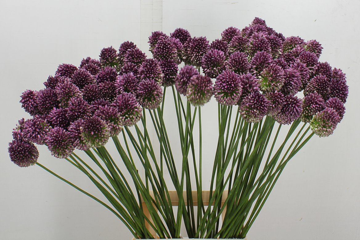 Allium Sphaerocephal 80cm